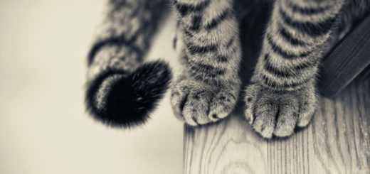 Featured-Cat-Paws