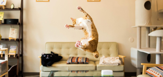 featured-jumping-cats-fb