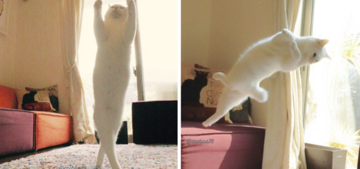 Featured-ballet-cat