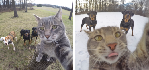 Featured-cat-taking-selfies