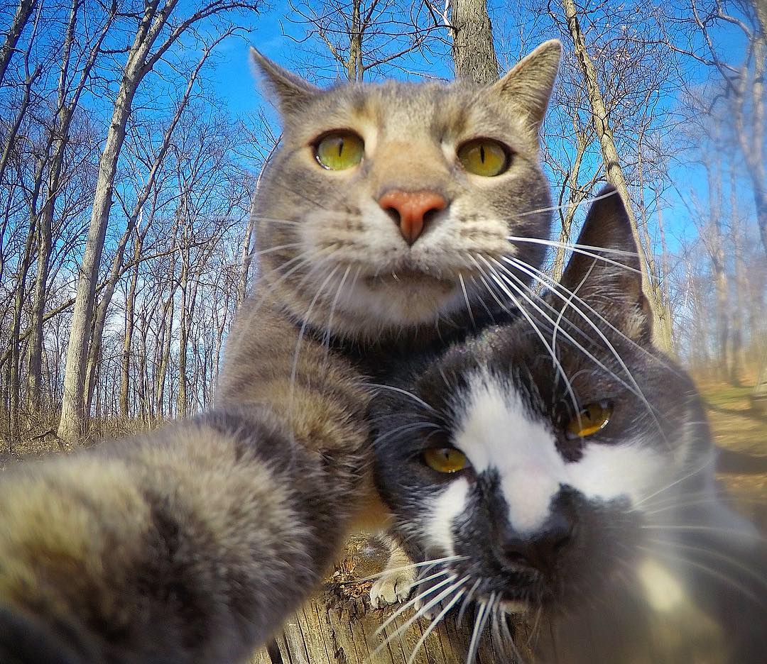 Selfie-Cat-Mannie-1