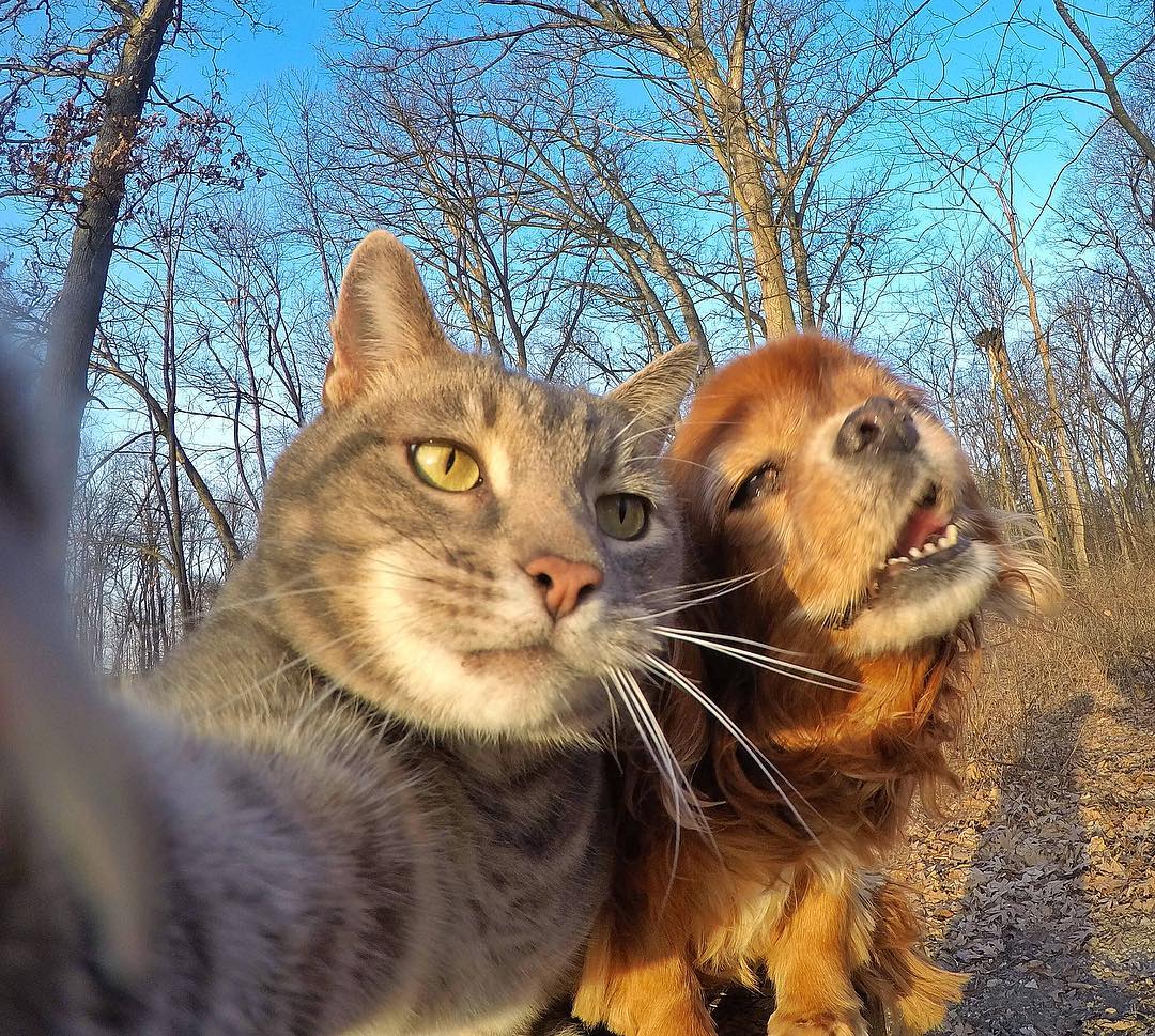 Selfie-Cat-Mannie-2