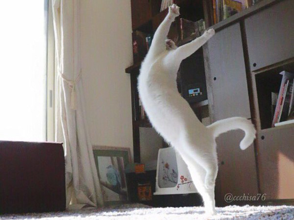 ballet-cat-7