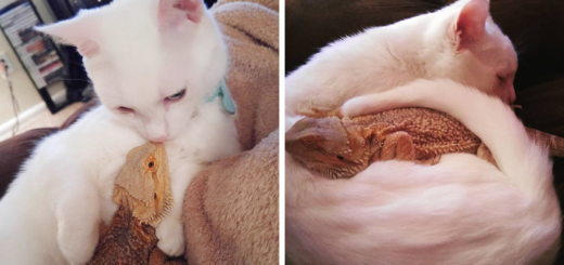 bearded-dragon-cat-friendship-featured