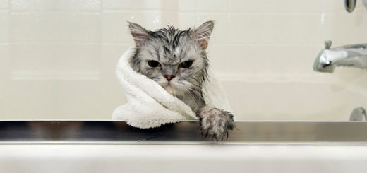 cat-bath-time