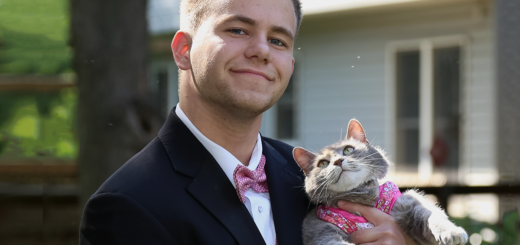 featured-cat-prom