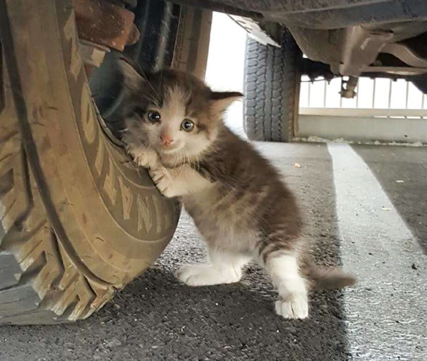 stray-kitten-found-under-truck-adopted-cat-axel-2