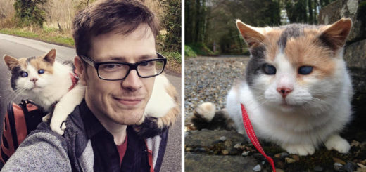 Featured-Blind-Rescue-Cat-Stevie
