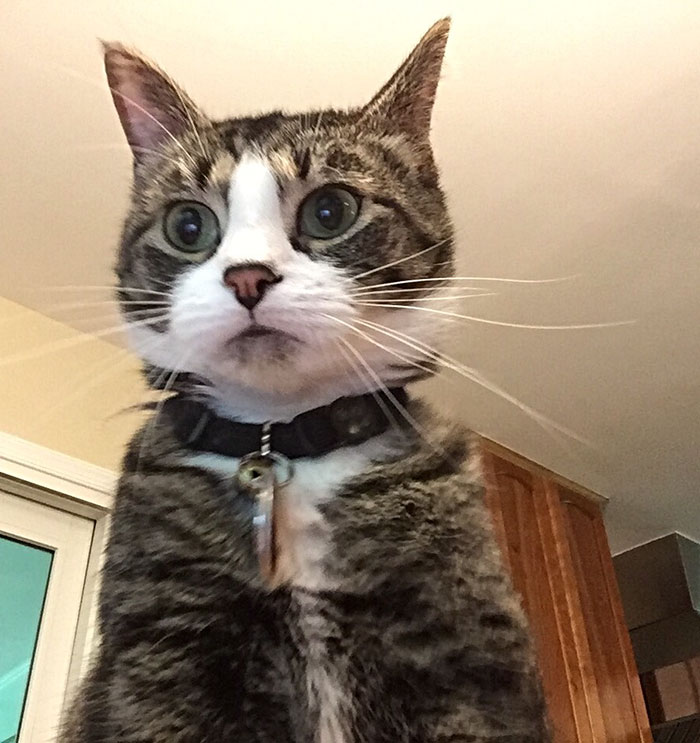 cat-caught-on-camera-incorrect-password-laptop-1