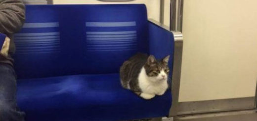 Featured-Cat-Subway-FB