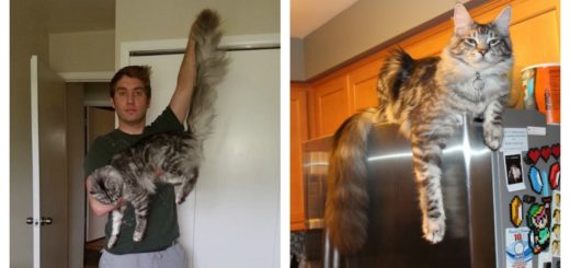 longest-tail-cat-feature