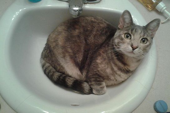 cat-sinks-09