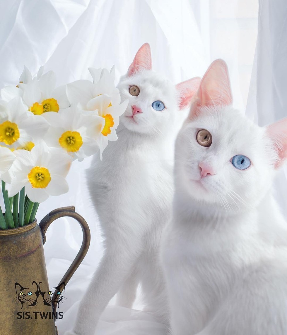 color-eyed-kitties-01
