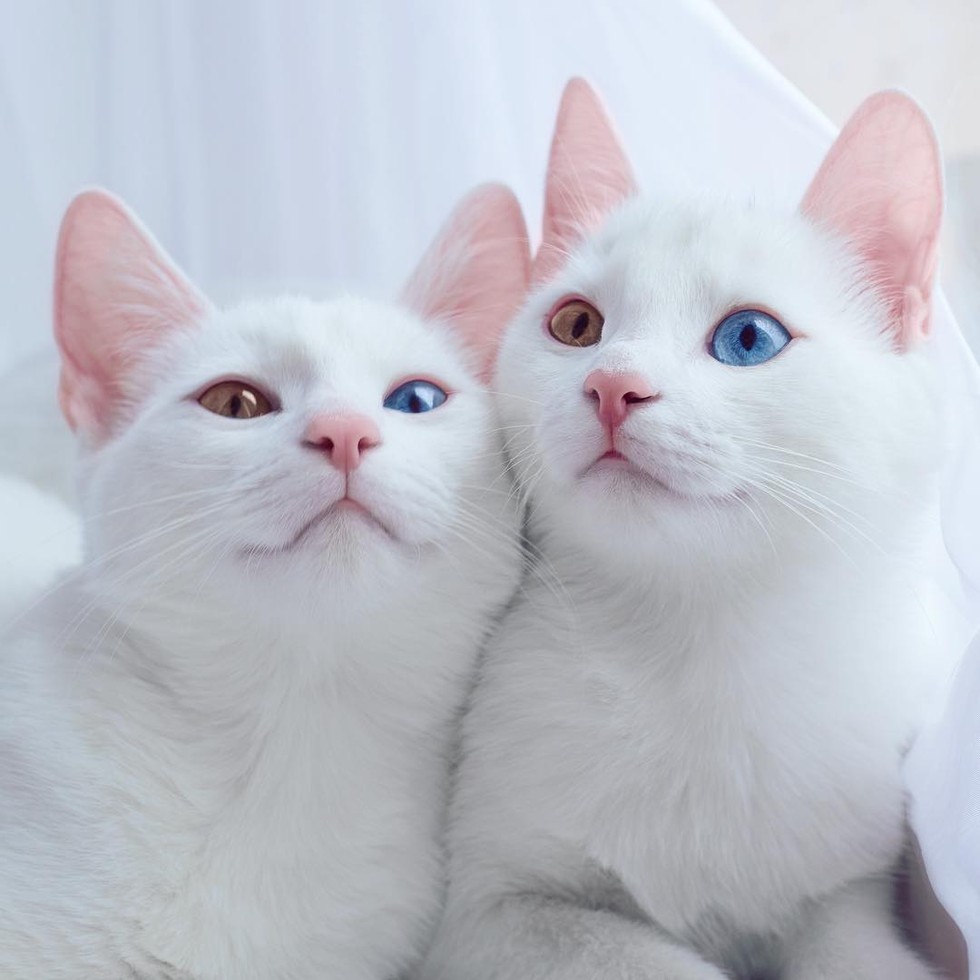 color-eyed-kitties-02