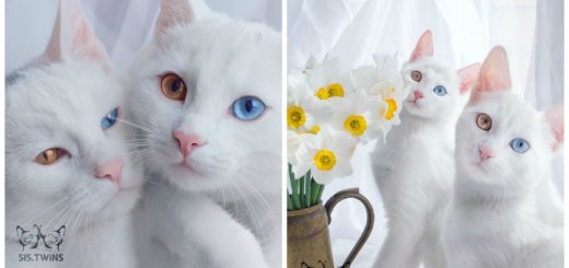 color-eyed-kitties-feature