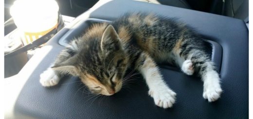 sleepy-kitten-feature