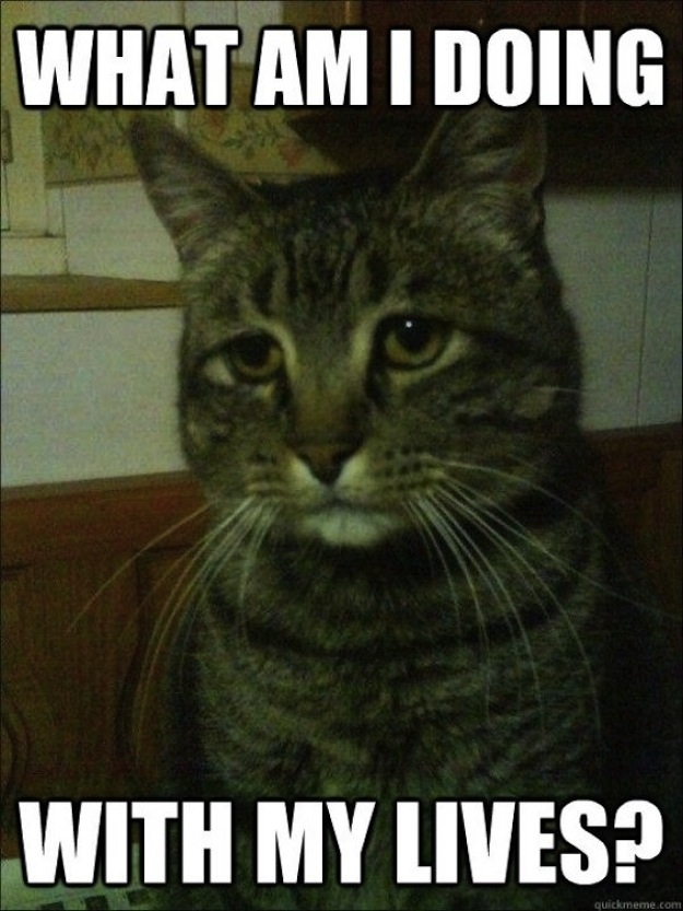 cat-expressions-09