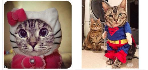 cats-in-costume-feature