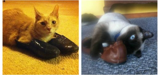 cats-love-shoes-feature
