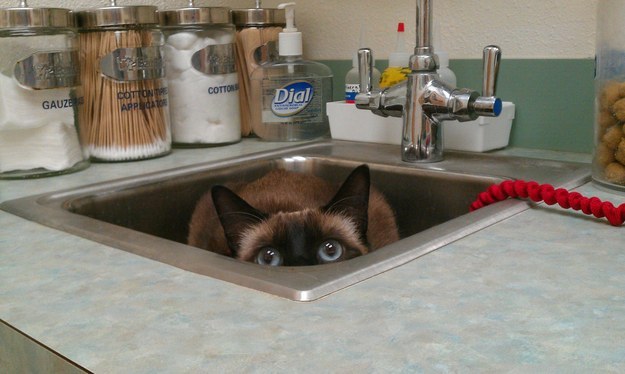hiding-vet-cat-07