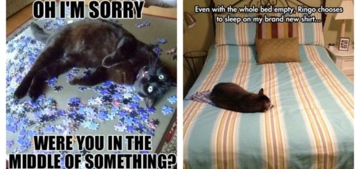 cat-truths-feature