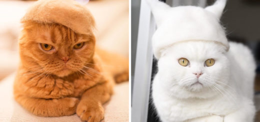 featured-cats-in-hats