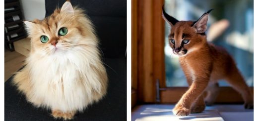 worlds-most-beautiful-cats-feature