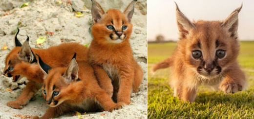 featured-caracals-cutest-wild-cat-fb