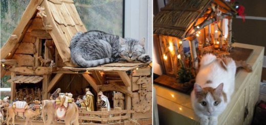 featured-cats-nativity-scenes-fb
