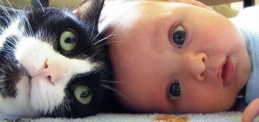 featured-babies-cats-fb