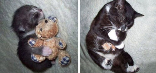 featured-cats-growing-up-toys-fb
