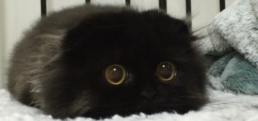 big-cute-eyes-cat-gimo-fb