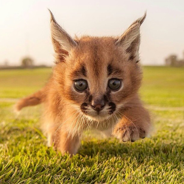 caracal-cutest-wild-cat-15