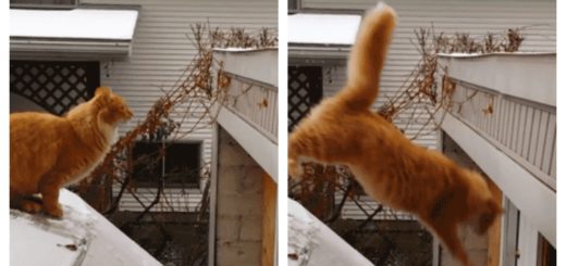 cat-jump-fails-feature