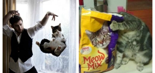 cat-perfect-timing-feature