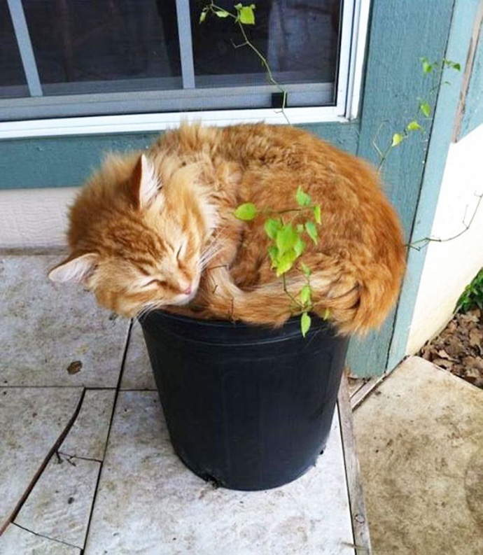 cat-plant-02