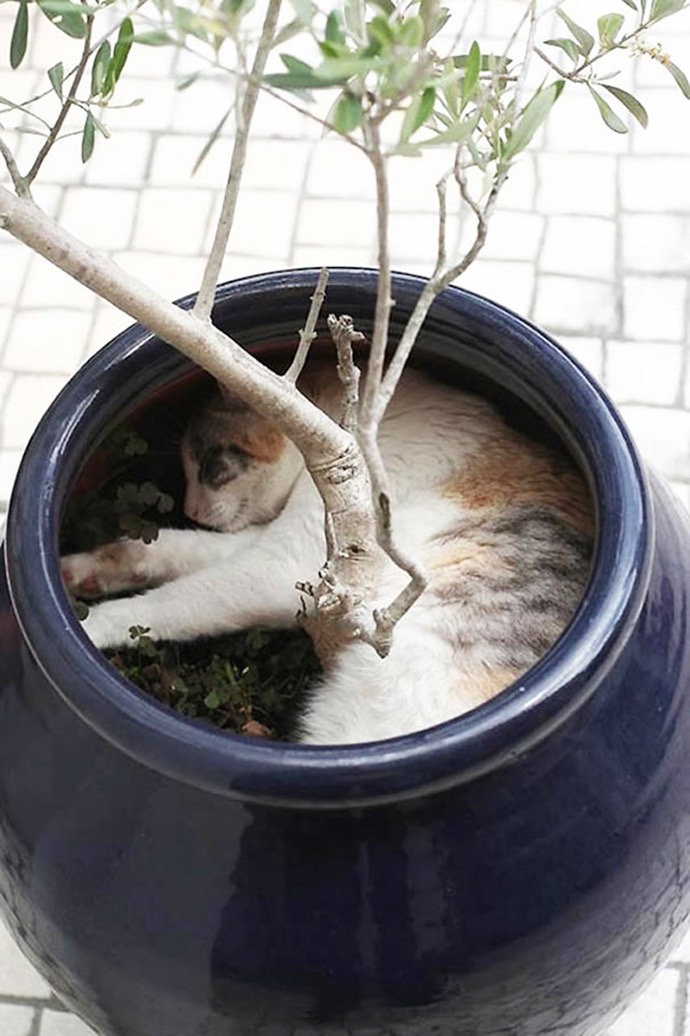 cat-plant-07