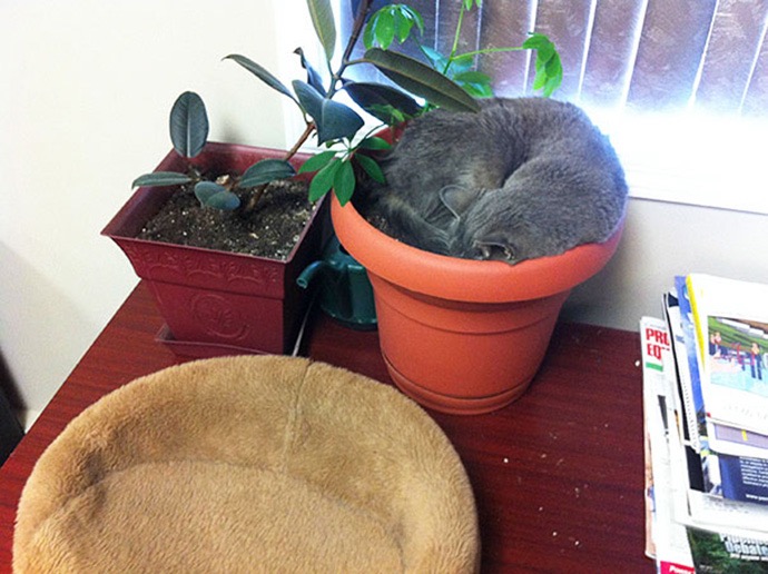 cat-plant-08