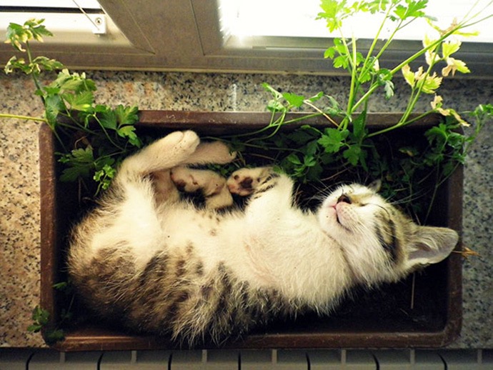 cat-plant-11