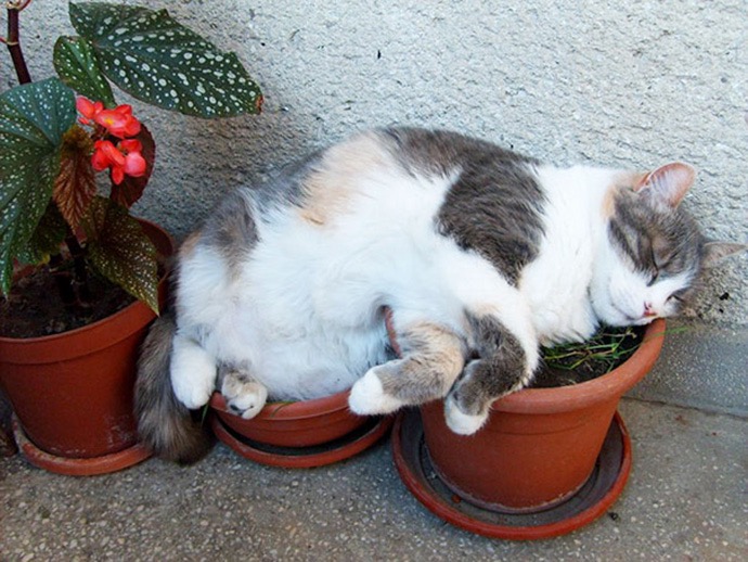 cat-plant-12