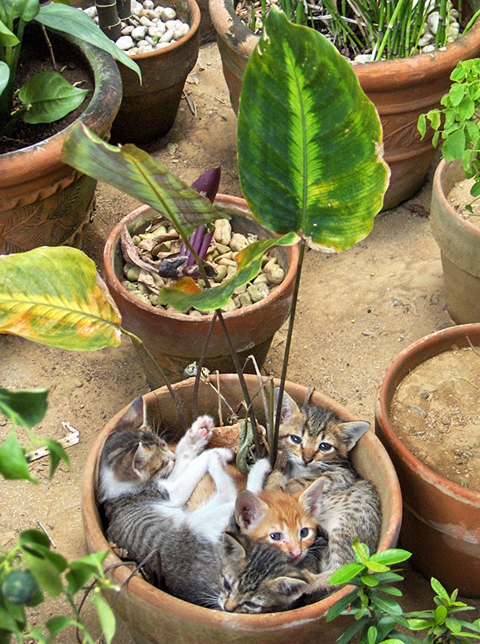 cat-plant-13