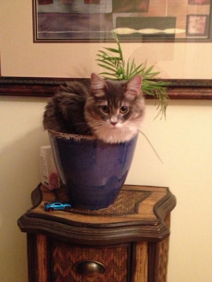 cat-plant-16