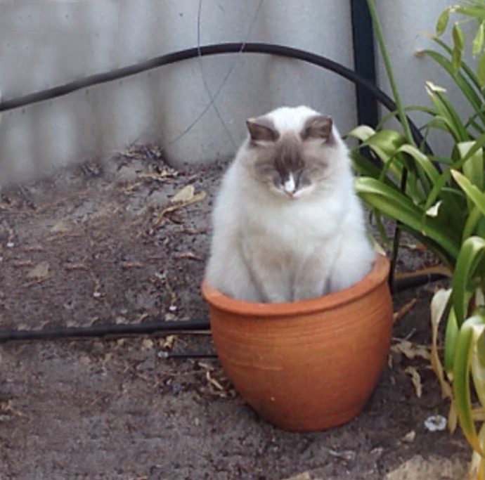 cat-plant-17