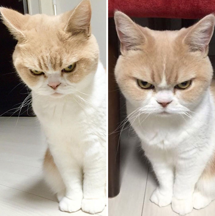 cats-before-and-after-good-boy-1