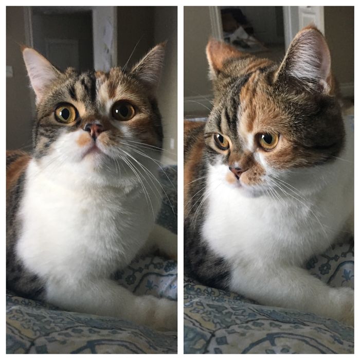 cats-before-and-after-good-boy-11