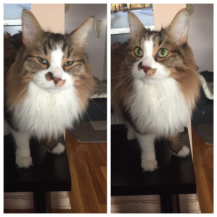 cats-before-and-after-good-boy-17