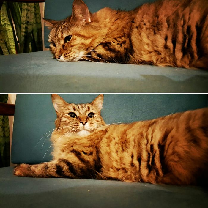 cats-before-and-after-good-boy-18