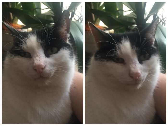 cats-before-and-after-good-boy-19