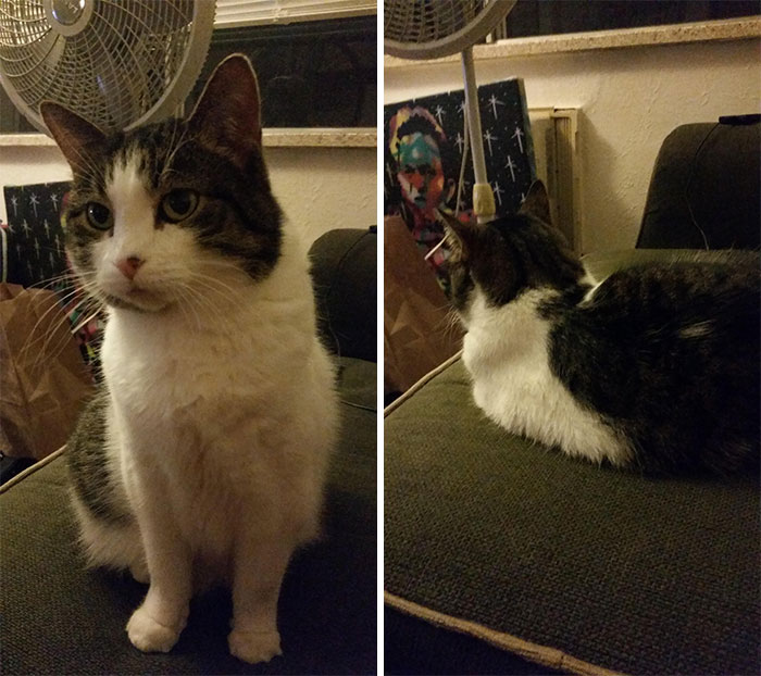cats-before-and-after-good-boy-2