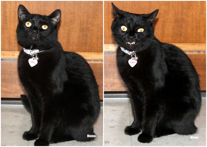 cats-before-and-after-good-boy-3